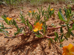 Talinum aurantiacum