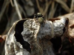 Chinattus parvulus