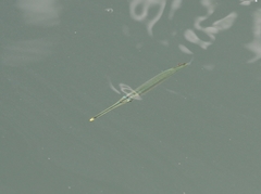 Hyporhamphus