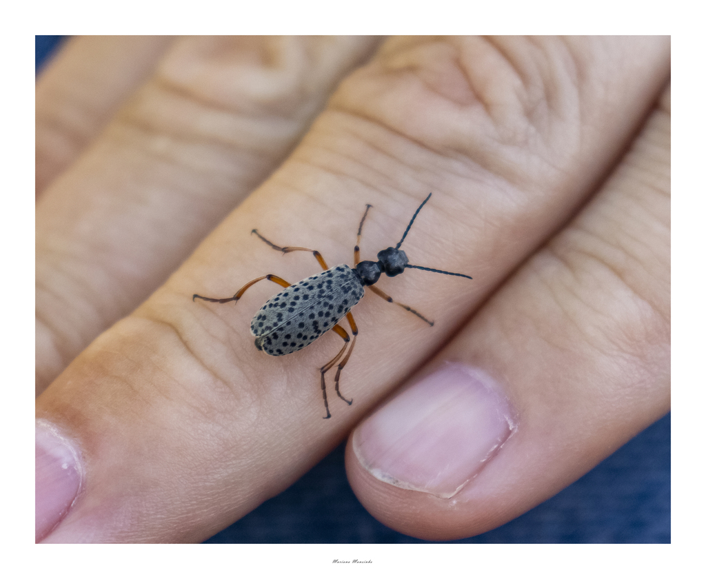 Epicauta pluvialis from Ruta Provincial 173. Km 12,5 Valle Grande, San