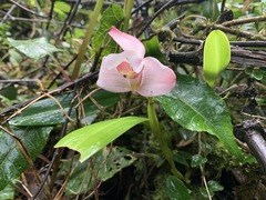 Maxillaria roseola