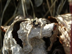 Chinattus parvulus