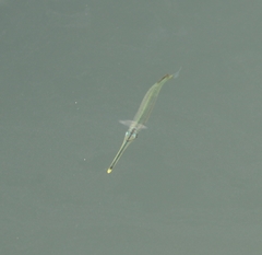 Hyporhamphus
