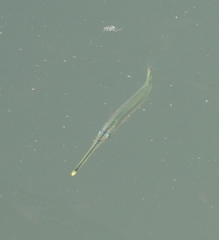 Hyporhamphus