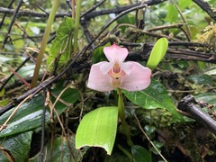 Maxillaria roseola