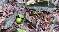 Planchonella pohlmaniana