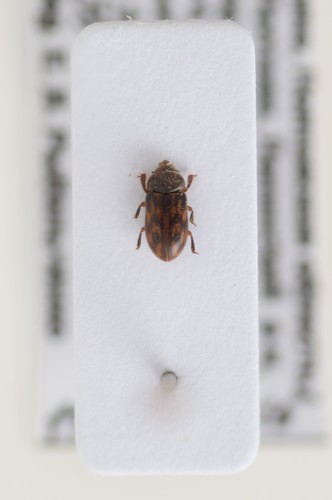 Heterocerus fusculus