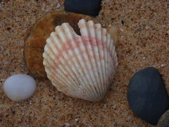 Vasticardium vertebratum