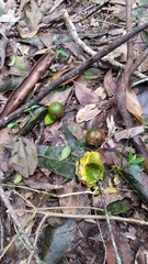 Planchonella pohlmaniana