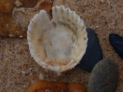 Vasticardium vertebratum