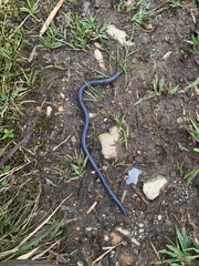 Caecilia orientalis