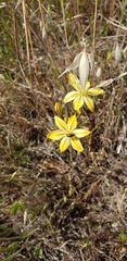 Triteleia ixioides
