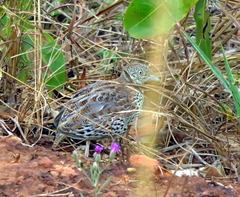 Turnix sylvaticus