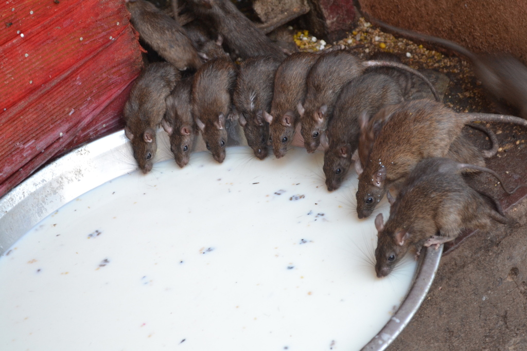 Black Rat from Bikaner, IN-RJ, IN on July 12, 2010 by vikramsethia ...