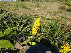 Bromelia antiacantha
