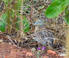 Turnix sylvaticus