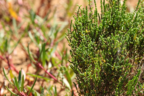 Image of Tecticornia halocnemoides by (c) Greg Tasney, some rights reserved (CC BY-SA)