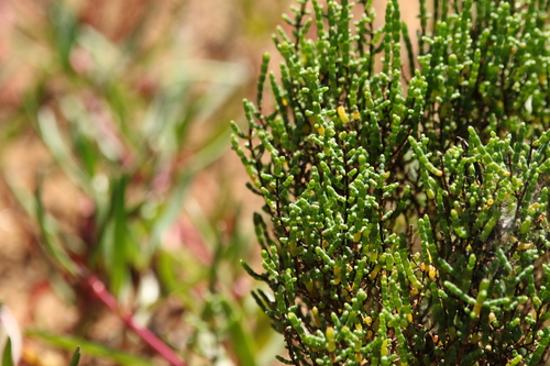 Image of Tecticornia halocnemoides by (c) Greg Tasney, some rights reserved (CC BY-SA)