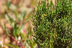 Tecticornia halocnemoides