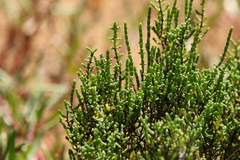 Tecticornia halocnemoides