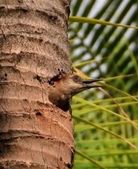 Melanerpes rubricapillus