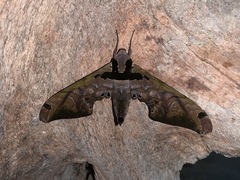 Adhemarius sexoculata
