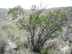 Kageneckia lanceolata