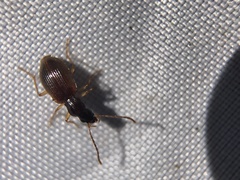 Oxypselaphus obscurus