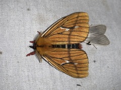 Cerodirphia nadiana