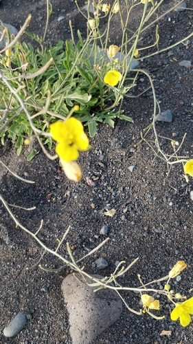 Diplotaxis tenuifolia image