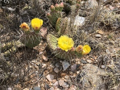 Opuntia polyacantha juniperina