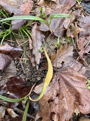 Puccinia mariae-wilsoniae