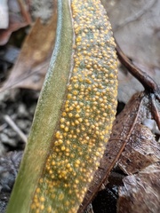 Puccinia mariae-wilsoniae