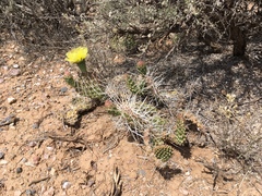 Opuntia polyacantha juniperina