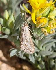 Evergestis vinctalis