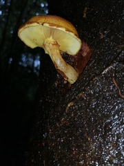 Gymnopilus chilensis
