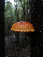 Gymnopilus chilensis