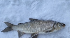 Coregonus clupeaformis