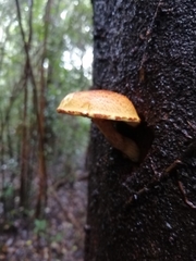 Gymnopilus chilensis