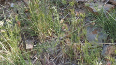 Cryptantha muricata jonesii