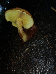 Gymnopilus chilensis