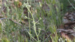 Cryptantha muricata jonesii