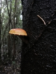 Gymnopilus chilensis