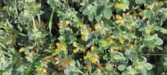 Acmispon argophyllus argophyllus