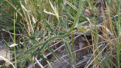 Cryptantha muricata jonesii