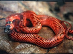 Oxyrhopus melanogenys