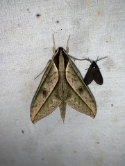 Xylophanes docilis