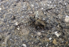 Mesagroicus hispidus