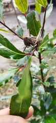 Schistocerca flavofasciata
