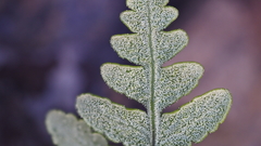 Pentagramma rebmanii